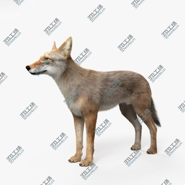 images/goods_img/202105071/3D model Coyote HD/4.jpg